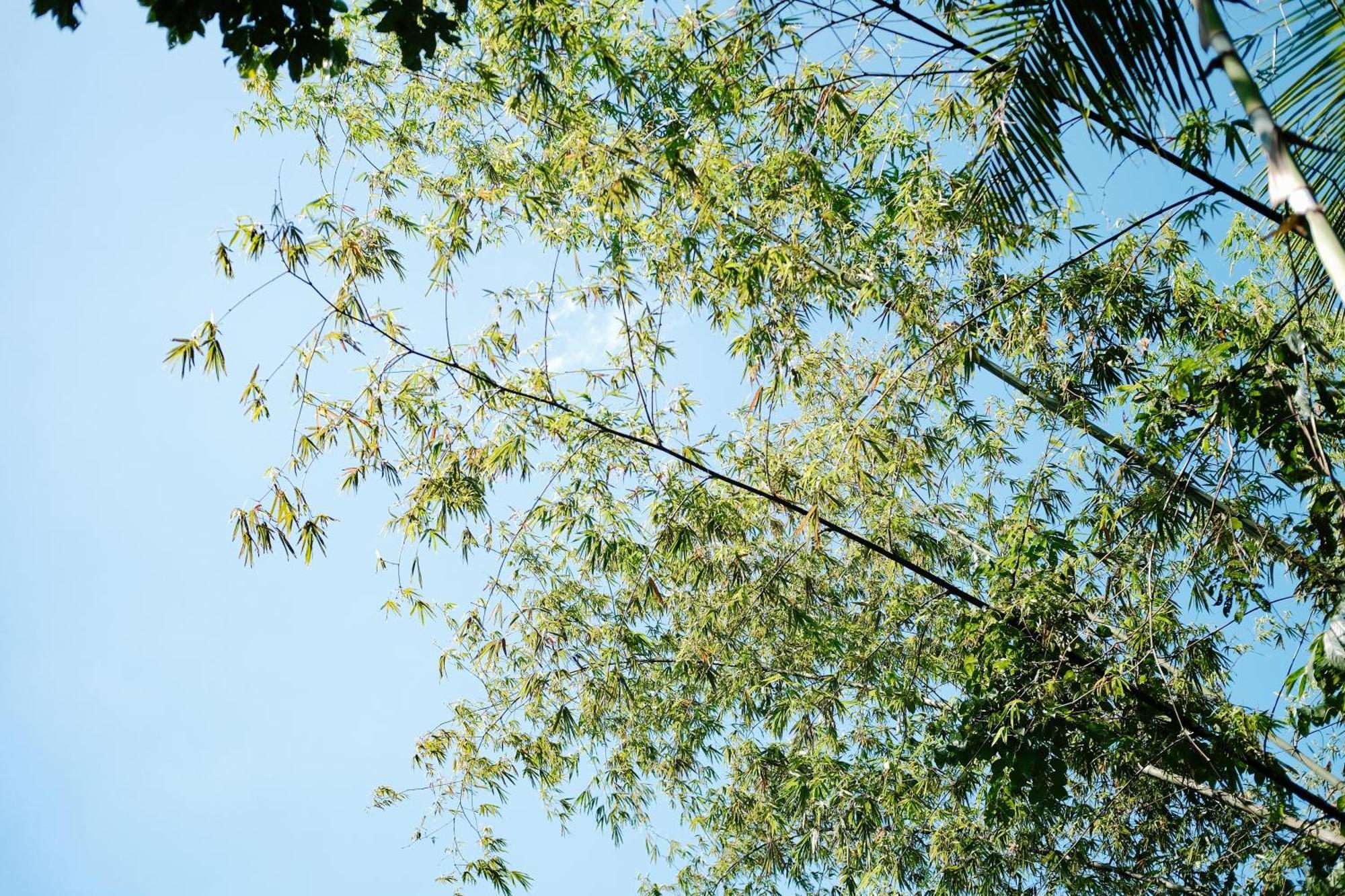 BalambanTreehouse De Valentine别墅 外观 照片